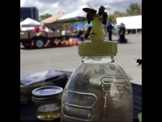 Bees working together to remove the cap from a honey bottle class=