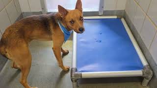 Acs A783748