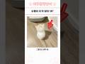 심쿵사 주의 귀여운 동물 모음 72🐾
