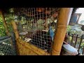 Disneyland Live-streaming Mark Twain River boat