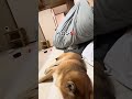 愛犬家あるある⁉️狭い布団でキュンキュンになりながら愛犬の温もりを感じるのが幸せでたまらない🥰❤️❣️#わんこと寝ると心も体も暖かい❣️#出たり入ったりするので布団を持っていかれる#柴犬#多頭飼い