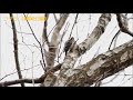 横浜の野鳥(1月 ①):コゲラ、クイナ、ヒクイナ、ガビチョウ (舞岡公園)