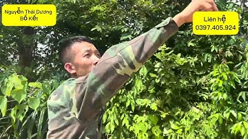 Những cây Bồ kết cổ thụ |#câybồkết #quảbồkết #câygiốngbồkết