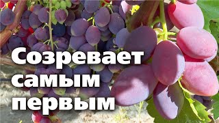 Ультраранний Сорт Винограда. Испытан На Урале