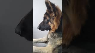 Toofan ?‍? ki Training Dekh loo ?. German shepherd Dog video. dogs youtube gsd doglover shorts