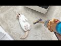 When I bought a new vacuum cleaner, my cat rolled around and