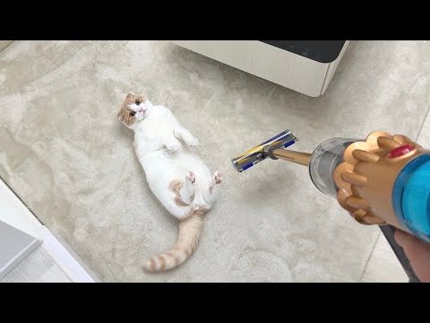 When I bought a new vacuum cleaner, my cat rolled around and