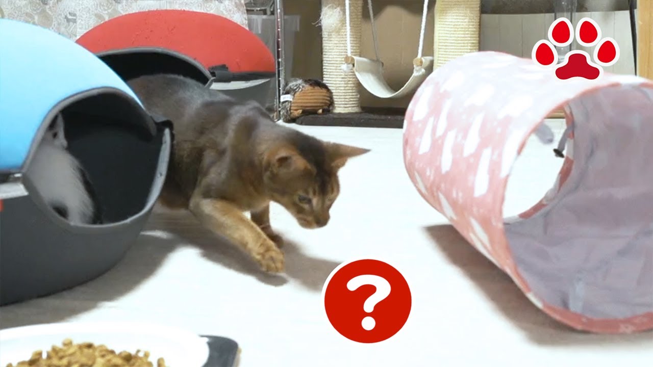 【閲覧注意】猫部屋にムカデが出現！？猫たちが追いかけ回し、まやは子猫と戦った猫部屋訪問13回目