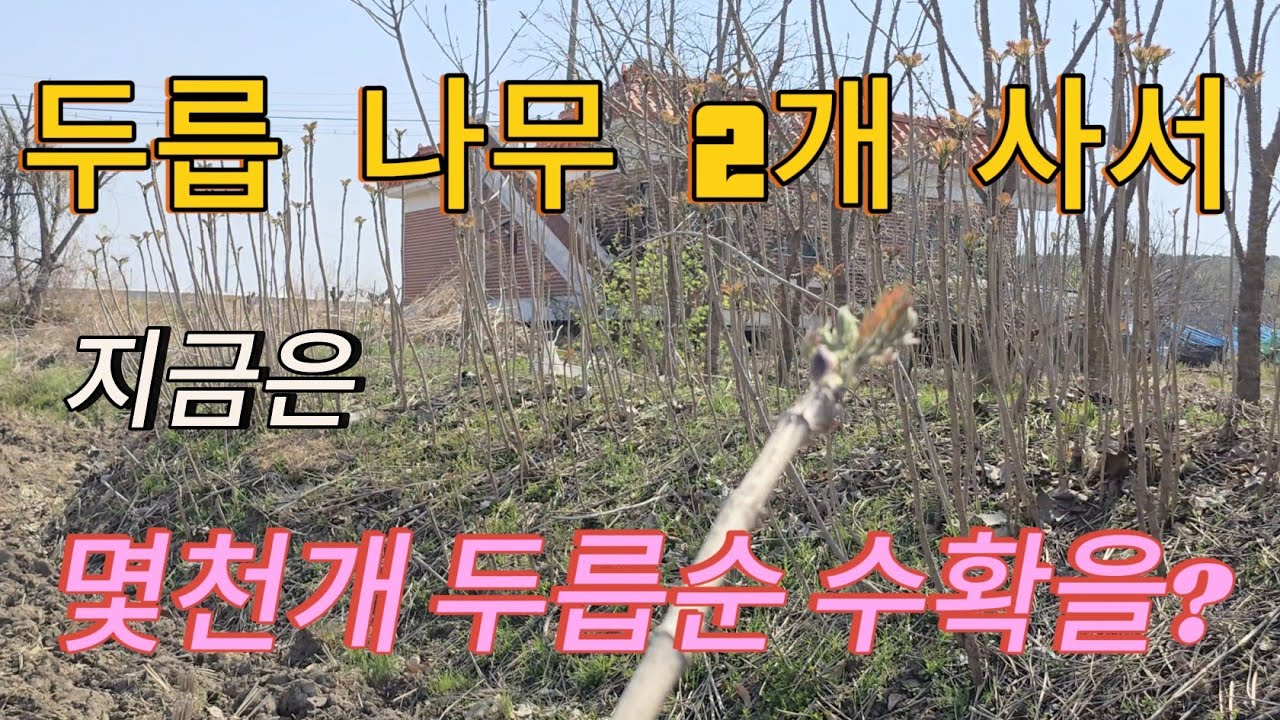 두릅나무 2개로 몇천개 두릅순 수확을? 두릅나무 번식 방법
