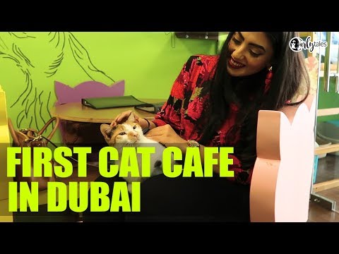 Ailuromania Cat Cafe In Dubai Is Middle East's First Cat Cafe | Curly Tales