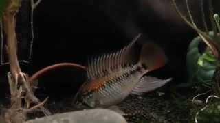 Macmasteri Juvenile Male Update