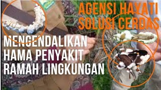 Agensi Hayati solusi Cerdas Pengendalian Hama Penyakit Ramah Lingkungan@yuskarina1005