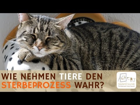 Video: Katzen Nach Dem Tod. Haben Katzen Seelen? - Alternative Ansicht