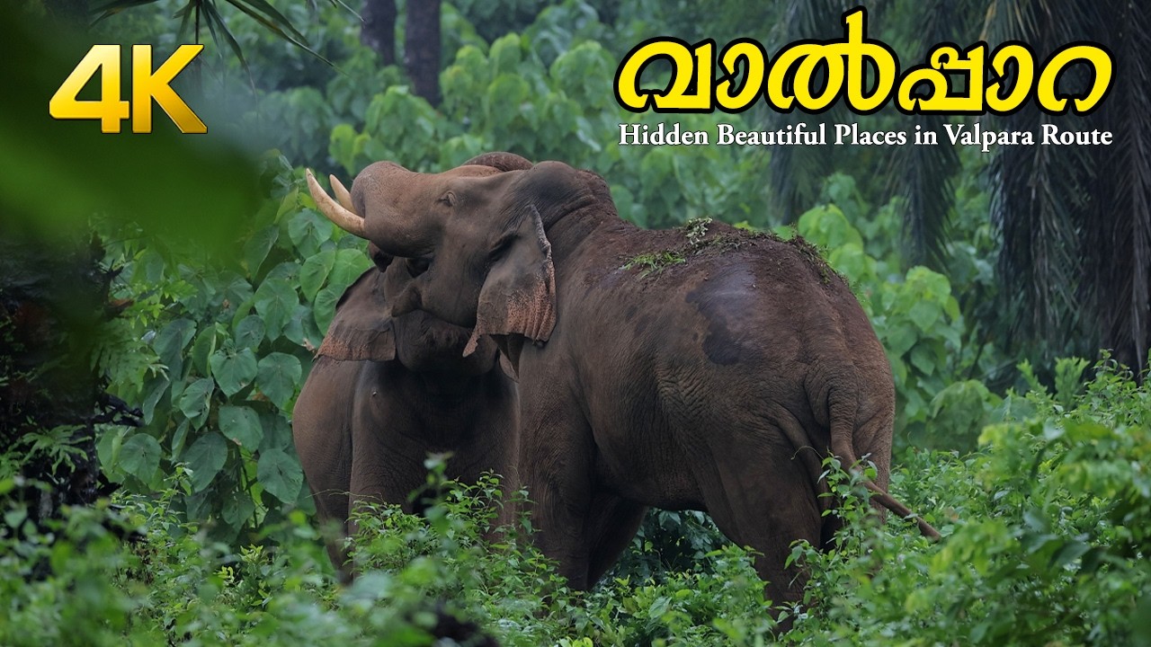 Beautiful places in Valparai Route !!! 4K