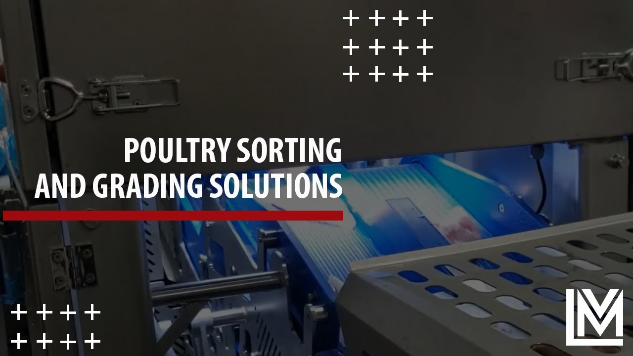 Poultry Grading and Sorting Solutions YouTube