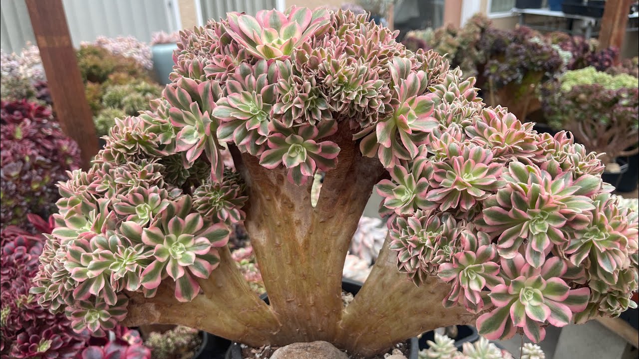 2/26/26 SUCCULENT FOR SALE AEONIUM CRESTED| SINGLE HEAD $7 | LeLe: 408 883 5495
