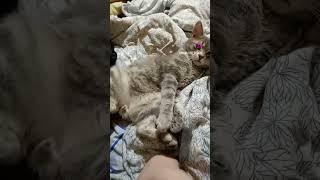 #Shortscats #Cat #Юмор #Tiktok#Смешныекотывидео