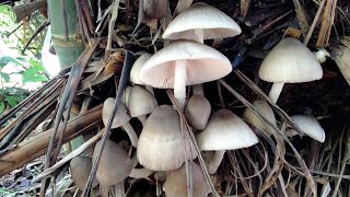 How to grow volvariella mushroom using banana leaves