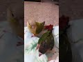 My YouTube Channel Ke sath me natkhat Bird hai ji🦜🦜🕊️🐦😀🫰💯👍 #viralreels #reels #instareels #birds