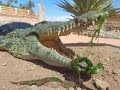 crocodile park Agadir  Morocco