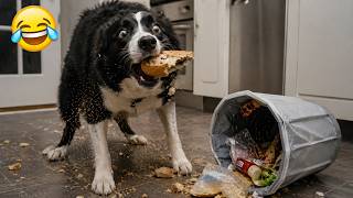 Funny Animal Videos 😂 Funniest Cats & Dogs of 2026