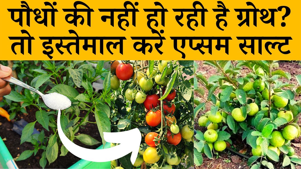 पौधों की नहीं हो रही है ग्रोथ? तो इस्तेमाल करें एप्सम साल्ट | How To Use Epsom Salt For Plants Hindi