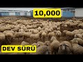 EKRANLARDA İLK KEZ  GÖRECEKSİNİZ | BU ÇİFTLİĞE BAYILACAKSINIZ | 10000 BAŞLIK | ASYA LALE BÖLÜM1