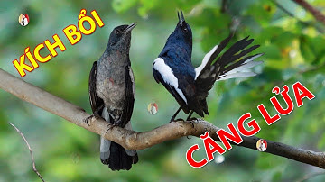 Chòe Than Hót Chuẩn GIỌNG NÚI RỪNG Kích Chòe Than Hót Đấu Luyện Choè than HÓT HAY choe than#choethan