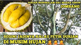 panen duren !! langsung petik di pohon durian asli wonosalam jombang
