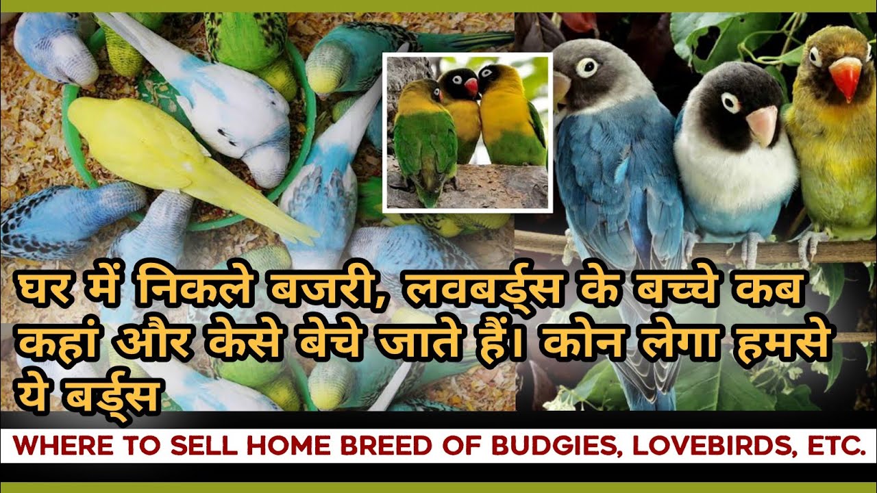 Where To Sell Home Breed Birds Budgies, Lovebirds, Finches etc / केसे बेचें कोन लेगा हमसे बर्ड्स