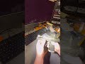 Sig P211 fix