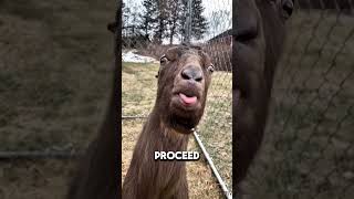 Camel Facts You Didn’t Know 😳 #facts #animals #wildlife Net Worth