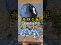 足がヤバイ!水鶏「オオバン」と千葉県のクイヤ