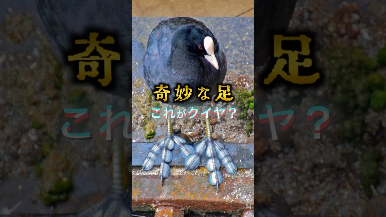 足がヤバイ!水鶏「オオバン」と千葉県のクイヤ