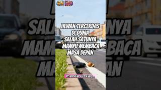 Hewan Tercerdas Di dunia #youtubeshorts #dolphin #gagak #gajah #gurita #hewancerdas #simpanse #fyp