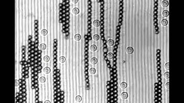 Functional colloidal micro-sieves assembled and guided above a channel-free magnetic striped film