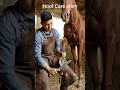 Saving one hoof at a time ❤️🐴. #horsecare #satisfying #viralshorts #horsecommunity #hoofcare
