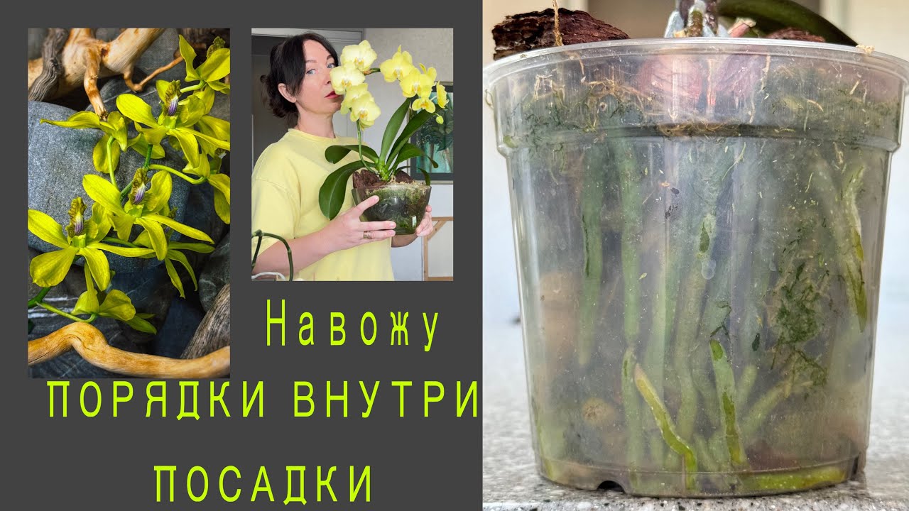 Уборка в кашпо с орхидеями. Аквариум с орхидеями. Потери лета. ОРХО-разговоры 