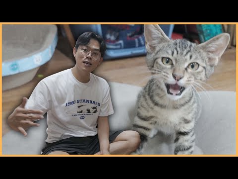 김명철 <strong>수의사의</strong> 고양이 임보 특강