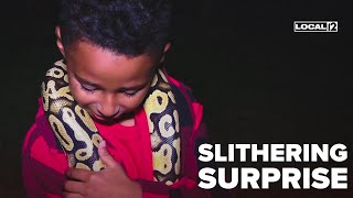 Famous 6-year-old loses pet python, discovered 50 miles away at fast food restaurant Net Worth