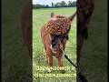 Милые Альпаки на пути Tesla 🦙 | Путешествия и природа
