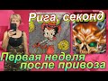 РИГА_СЕКОНД ХЕНД_ОБЗОР_ПРВАЯ НЕДЕЛЯ ПОСЛЕ ПРИВОЗА