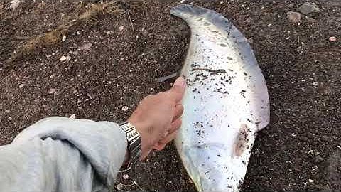 câu cá nàng hai đập sông rây t2