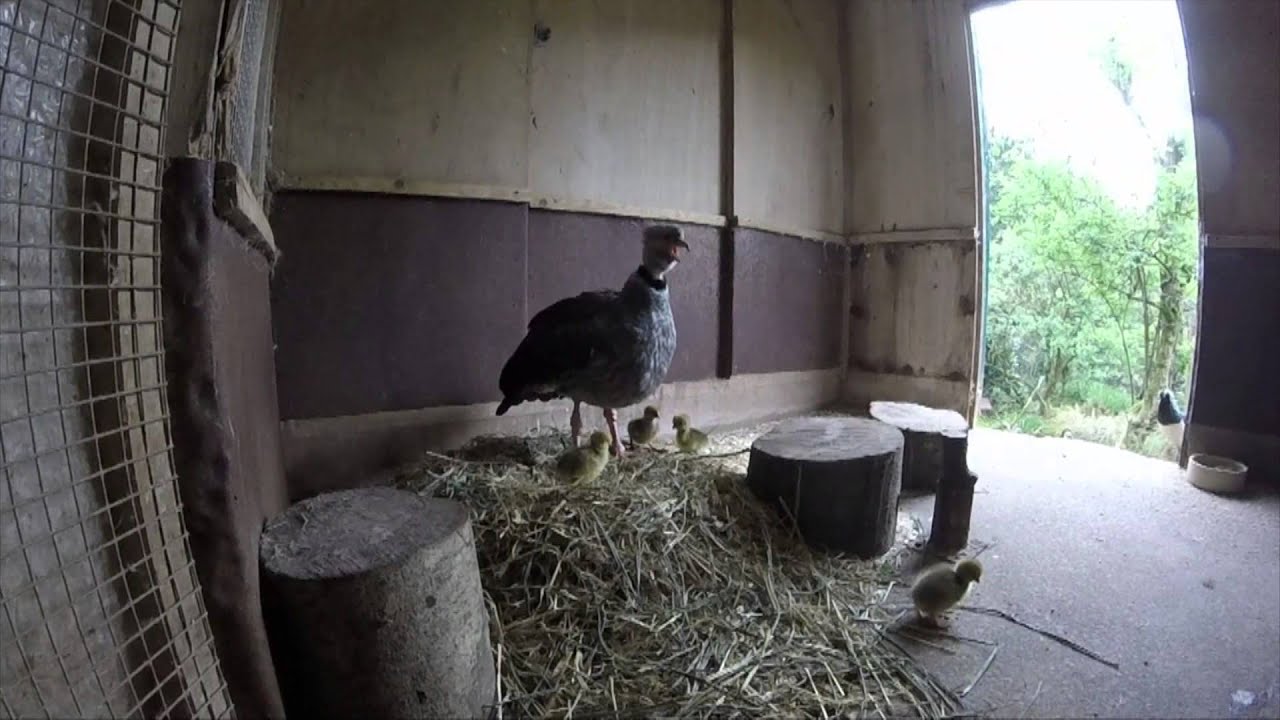 Southern Screamer Chicks