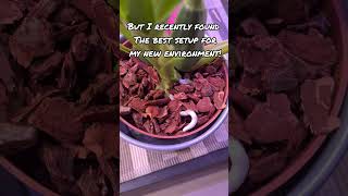 A Zygopetalum Orchid success story