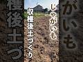 【春じゃが】収穫後の土づくりで必ずやるべきこと #家庭菜園 #じゃがいも #shorts