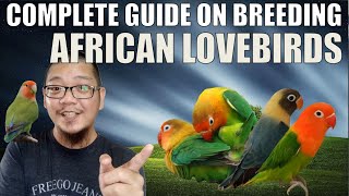 HOW TO BREED AFRICAN LOVEBIRDS (COMPLETE GUIDE) screenshot 5