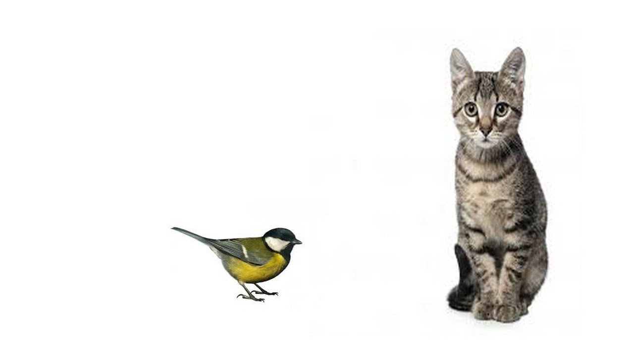 Птички для котика видео. Кот поймал птичку. Кот и птицы на белом фоне. Котик с птичкой рисунок. Коты играются с птицами.