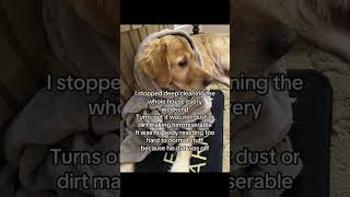 #sponsored #betterwild #dogallergies #dogsoftiktok #dogs