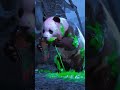 The Most BRUTAL MK1 Animality? 🐼🩸 #kungfupanda #mk1 #shorts
